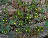 Ajuga glabra