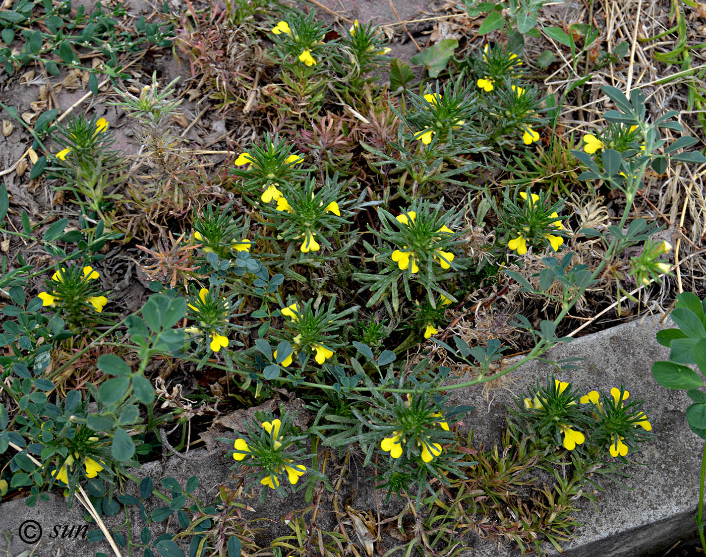 Image of Ajuga glabra specimen.