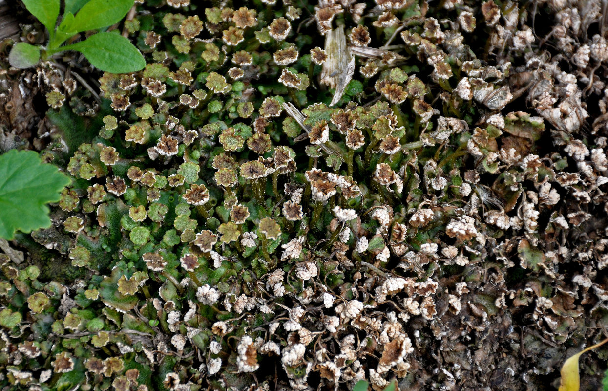 Image of Marchantia polymorpha specimen.