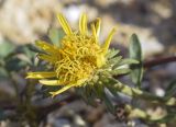 Jasonia tuberosa. Соцветие. Испания, автономное сообщество Каталония, провинция Жирона, комарка Сельва, муниципалитет Сускеда, перевал Майа (Coll de Malla), 1010 м н.у.м, сложенный мергелями холм. 16.10.2024.