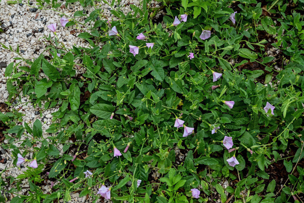 Изображение особи Convolvulus arvensis.