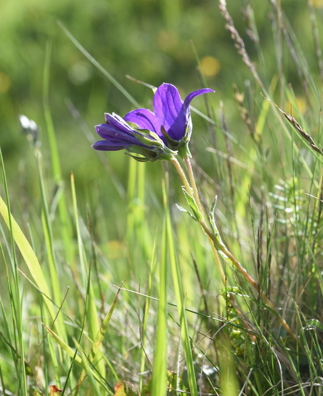 Изображение особи род Campanula.