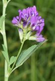 Medicago sativa