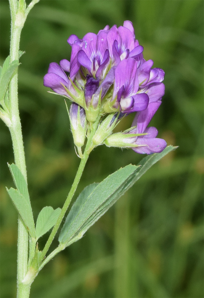 Image of Medicago sativa specimen.