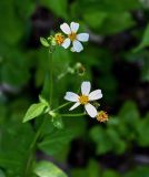 Bidens pilosa. Соцветия. Китай, Гуанси-Чжуанский автономный р-н, окр. дер. Фэнлоу, опушка широколиственного леса, каменистый участок склона. 02.06.2024.