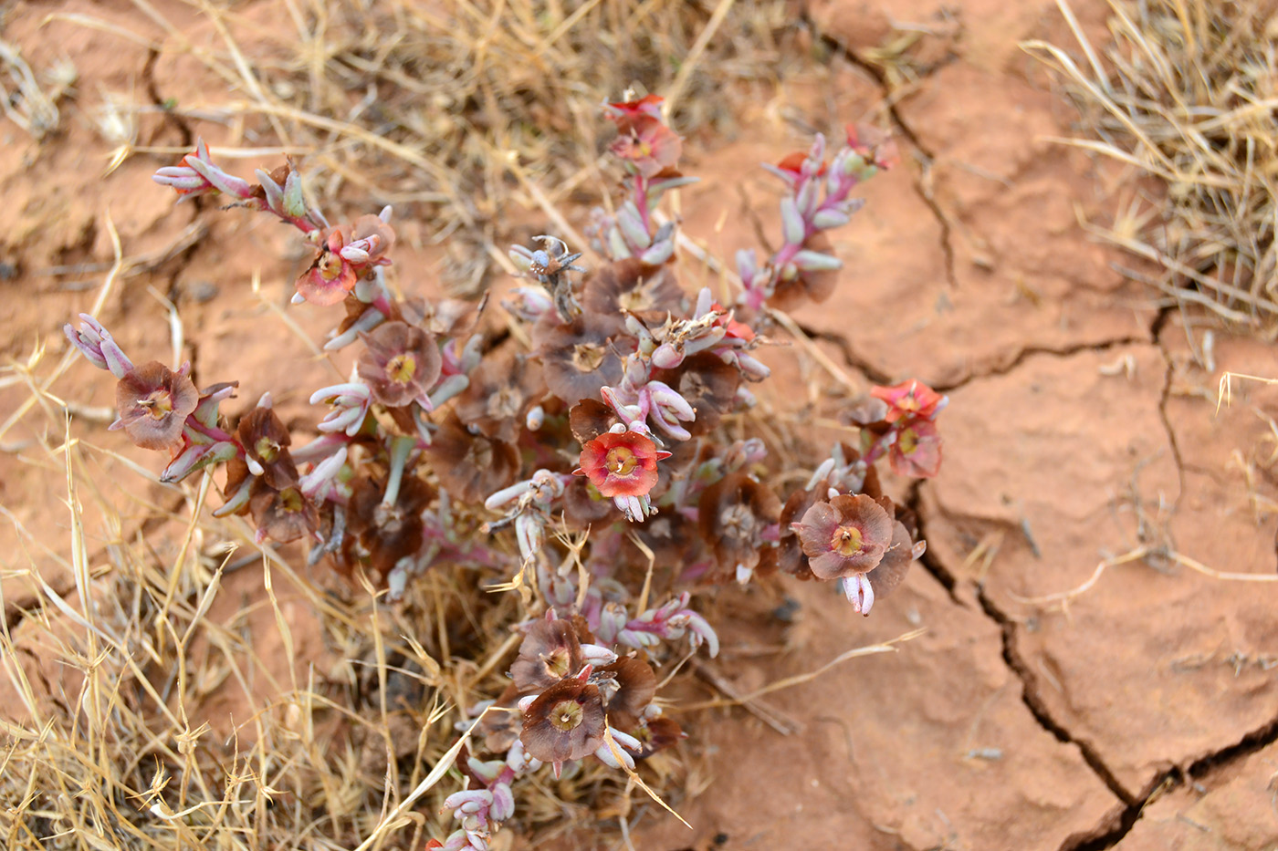 Изображение особи Salsola acutifolia.