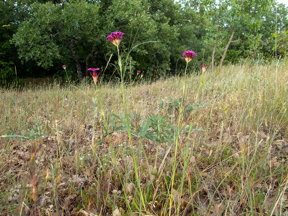 Image of Dianthus capitatus specimen.