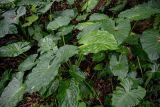 Alocasia odora