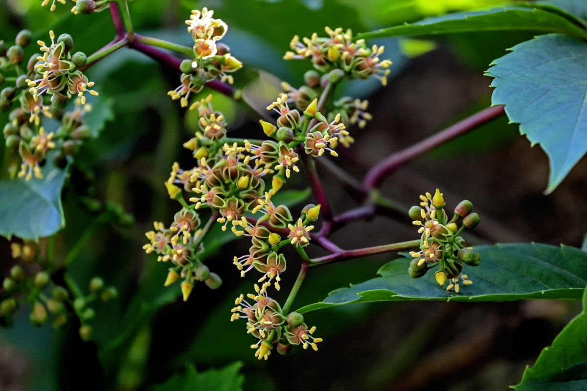 Изображение особи Parthenocissus quinquefolia.