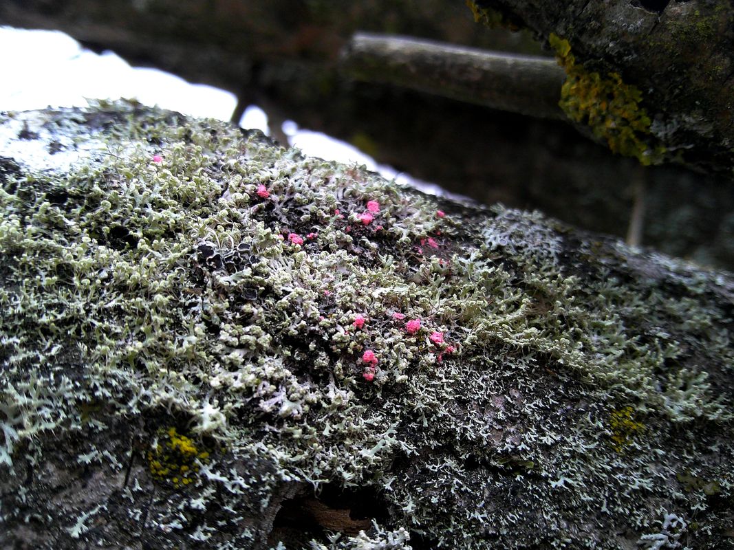 Image of Illosporiopsis christiansenii specimen.