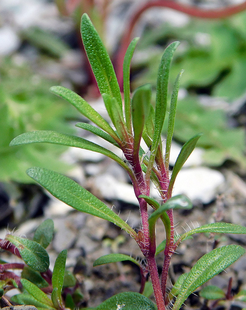 Изображение особи Thymus elenevskyi.