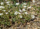 Cerastium arvense