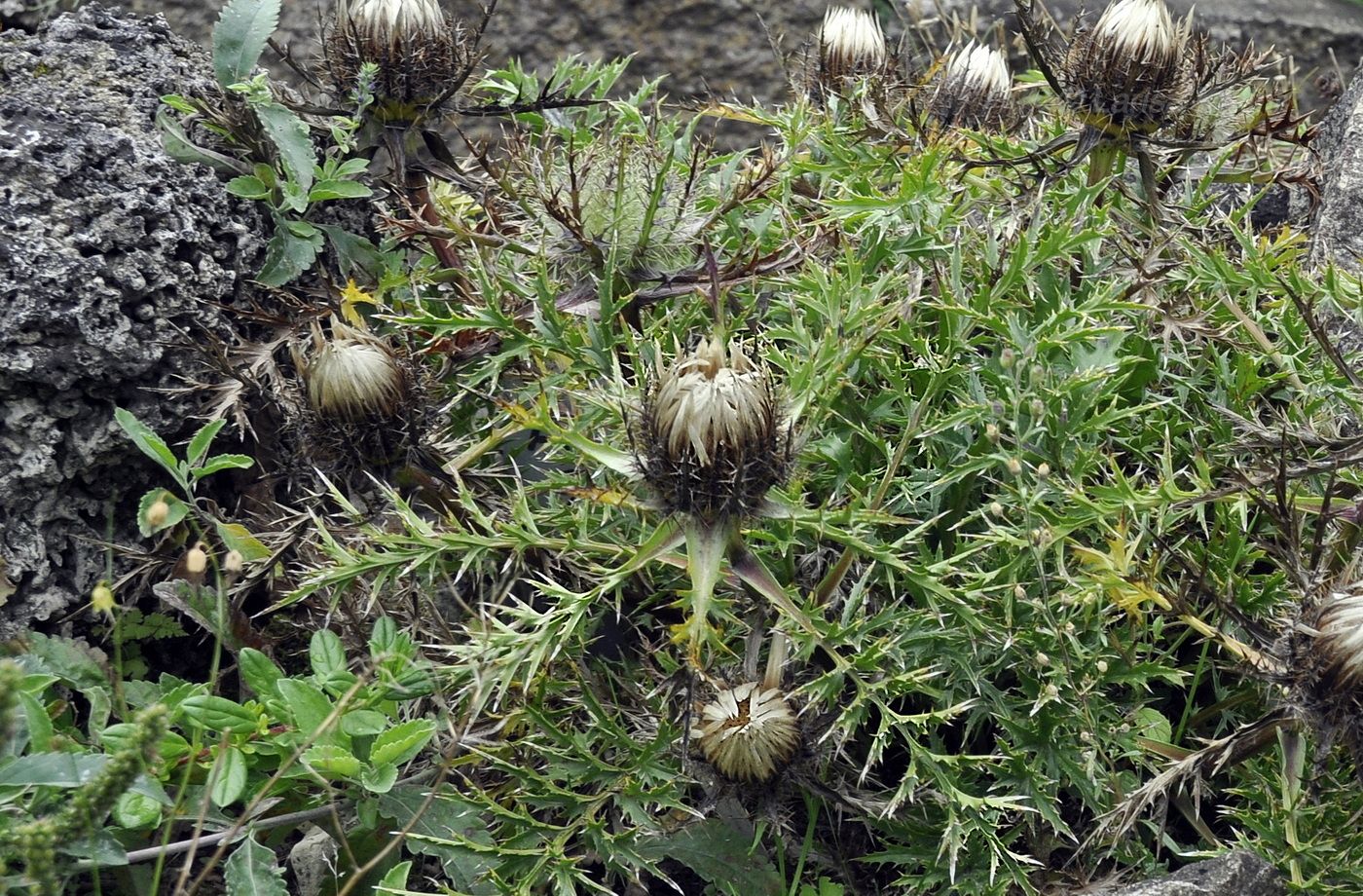 Image of Carlina acaulis specimen.