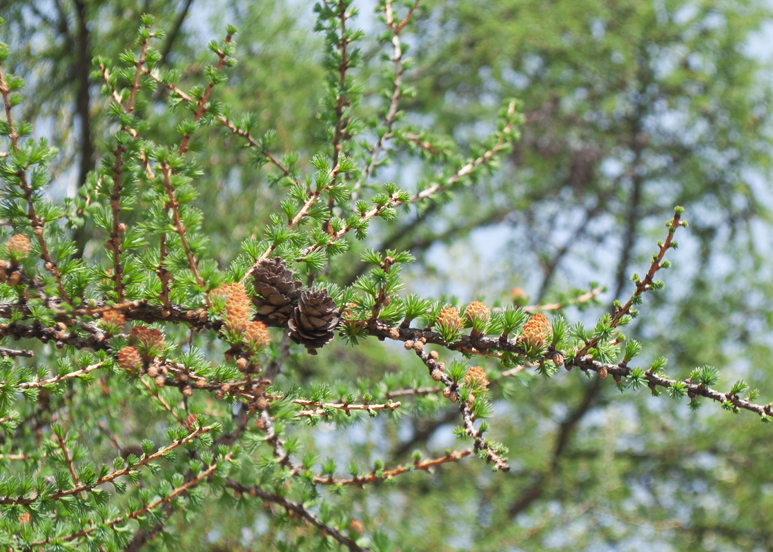 Изображение особи Larix sibirica.
