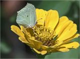 Zinnia elegans. Соцветие с питающейся бабочкой-лимонницей Gonepteryx rhamni. Московская обл., Раменский р-н, окр. дер. Хрипань, садовый участок. 14.09.2024.