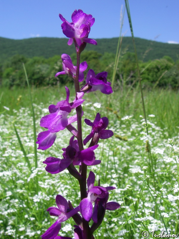 Image of Anacamptis laxiflora ssp. elegans specimen.