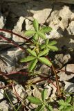 View full-size image Potentilla reptans