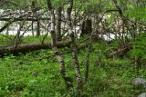 View full-size image genus Betula