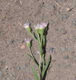 View full-size image Erigeron orientalis