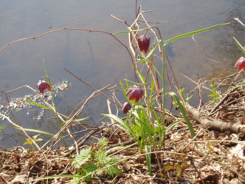 Image of Fritillaria meleagris specimen.