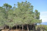 Pinus pinea