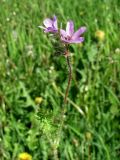 Erodium cicutarium. Верхушка побега с соцветием. Смоленская обл., Смоленский р-н, окр. пос. Каспля, край запущенного поля. 26.05.2011.