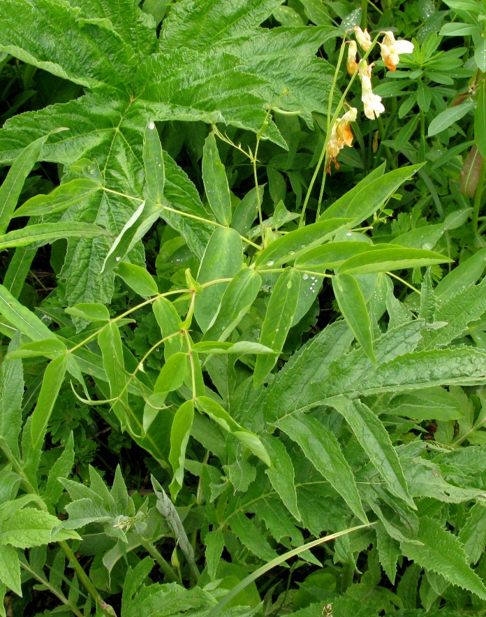 Image of Lathyrus krylovii specimen.