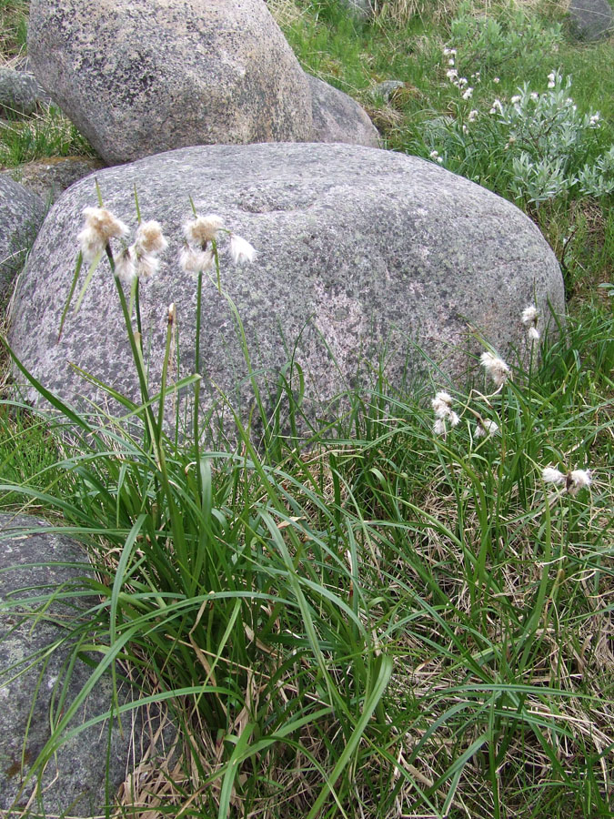 Изображение особи Eriophorum angustifolium.