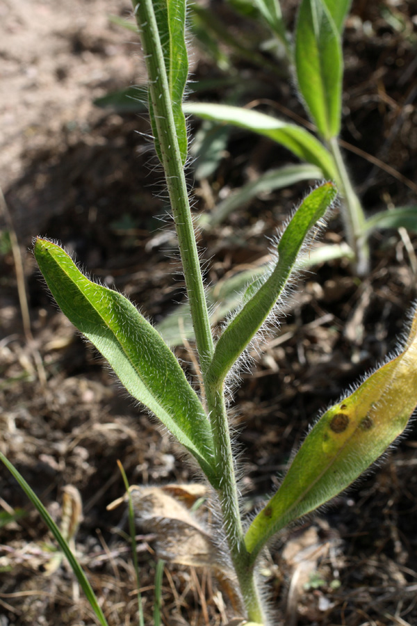 Изображение особи Pilosella procera.