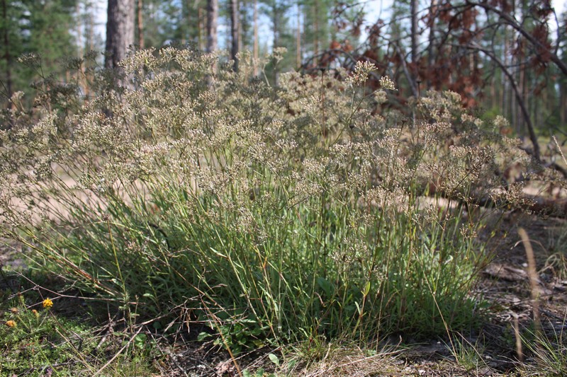 Изображение особи Gypsophila fastigiata.