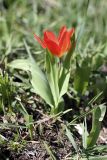 Tulipa praestans. Цветущее растение. Таджикистан, склоны гор Рангон, высота ~1300 м. н.у.м. 13.04.2011.