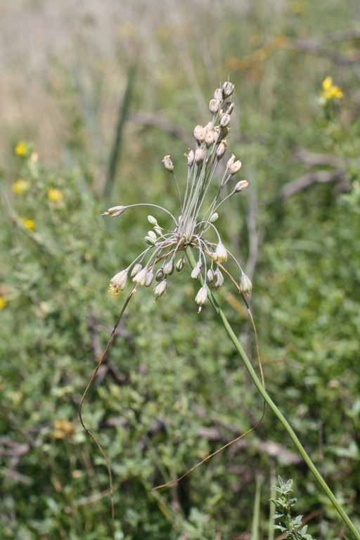 Изображение особи Allium paczoskianum.