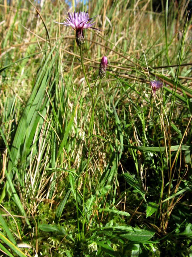 Image of Serratula tinctoria ssp. seoanei specimen.