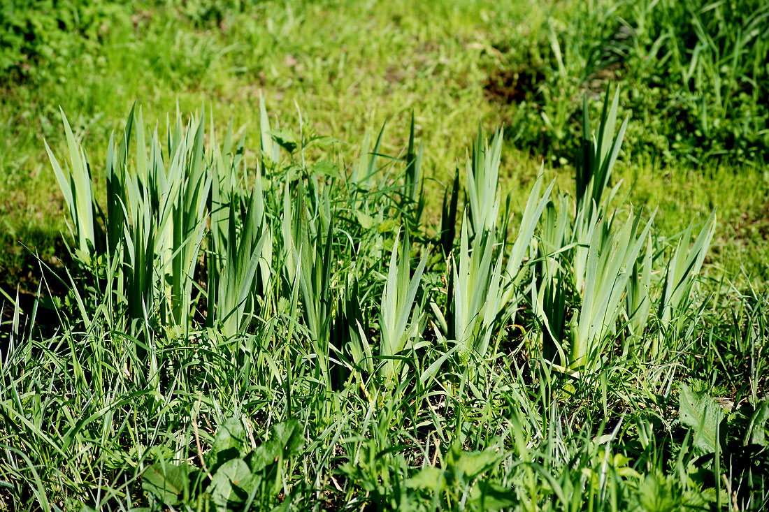 Image of Iris nyaradyana specimen.