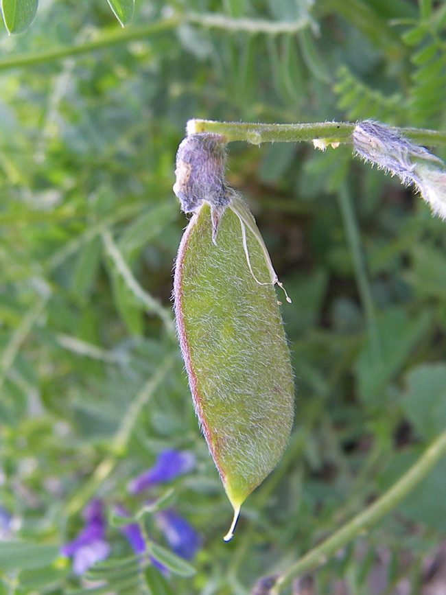 Image of Vicia sosnowskyi specimen.