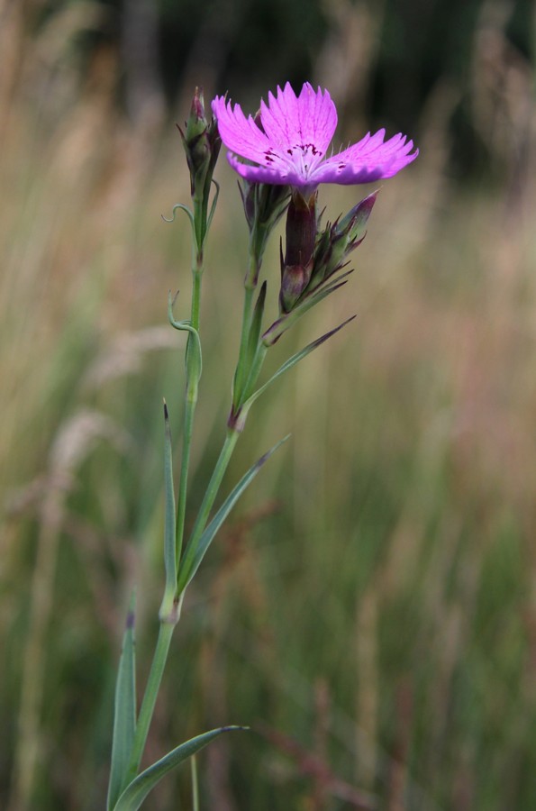 Image of Dianthus fischeri specimen.