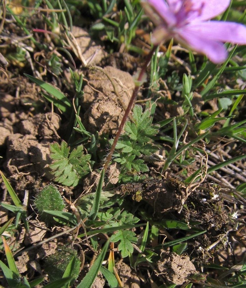 Image of Erodium cicutarium specimen.