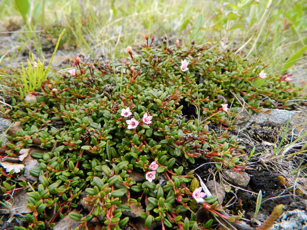 Изображение особи Loiseleuria procumbens.