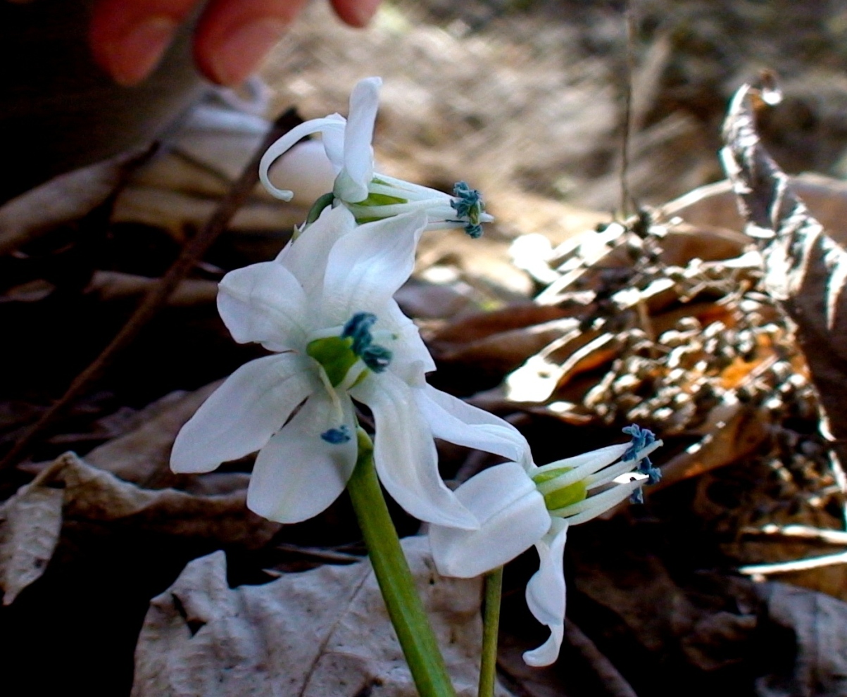 Изображение особи Scilla monanthos.