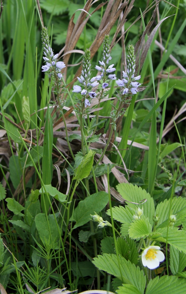 Изображение особи Veronica prostrata.