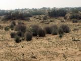Stipagrostis lanata. Растения в песчаной пустыне. Израиль, пустыня Негев, пески Халуца. 02.04.2011.