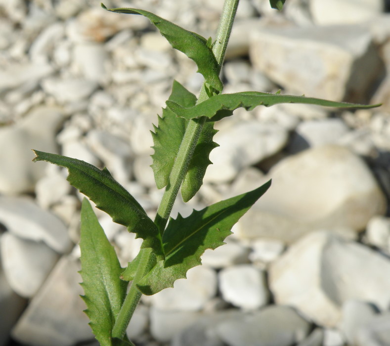 Изображение особи Lepidium campestre.