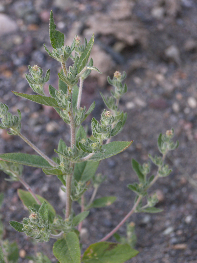 Изображение особи Axyris caucasica.