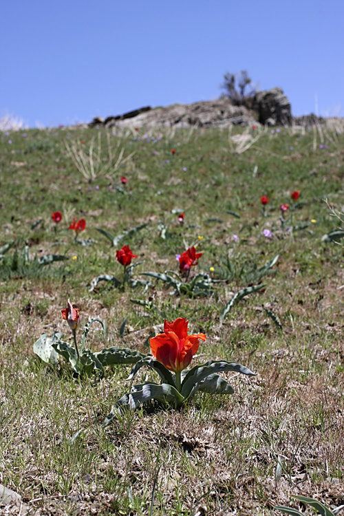 Image of Tulipa greigii specimen.