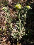 Fibigia clypeata. Цветущее растение. Южный Берег Крыма, гора Кастель. 13 апреля 2009 г.
