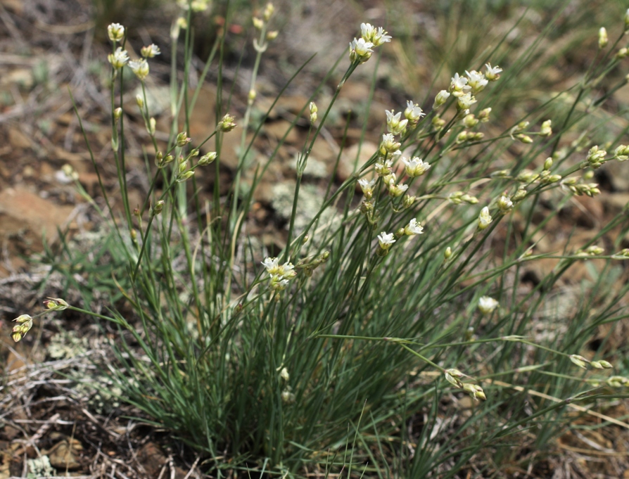 Image of Eremogone ikonnikovii specimen.