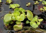 Eichhornia crassipes. Вегетирующие растения. Нидерланды, г. Venlo, \"Floriada 2012\". 11.09.2012.