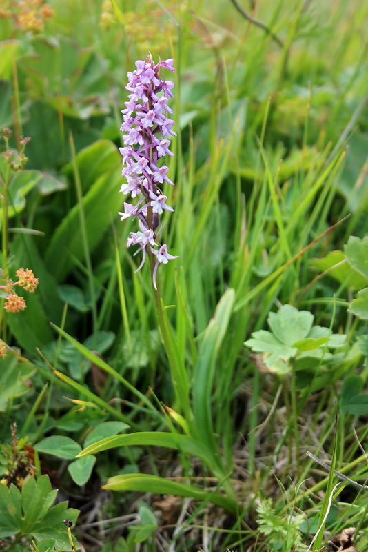 Изображение особи Gymnadenia conopsea.