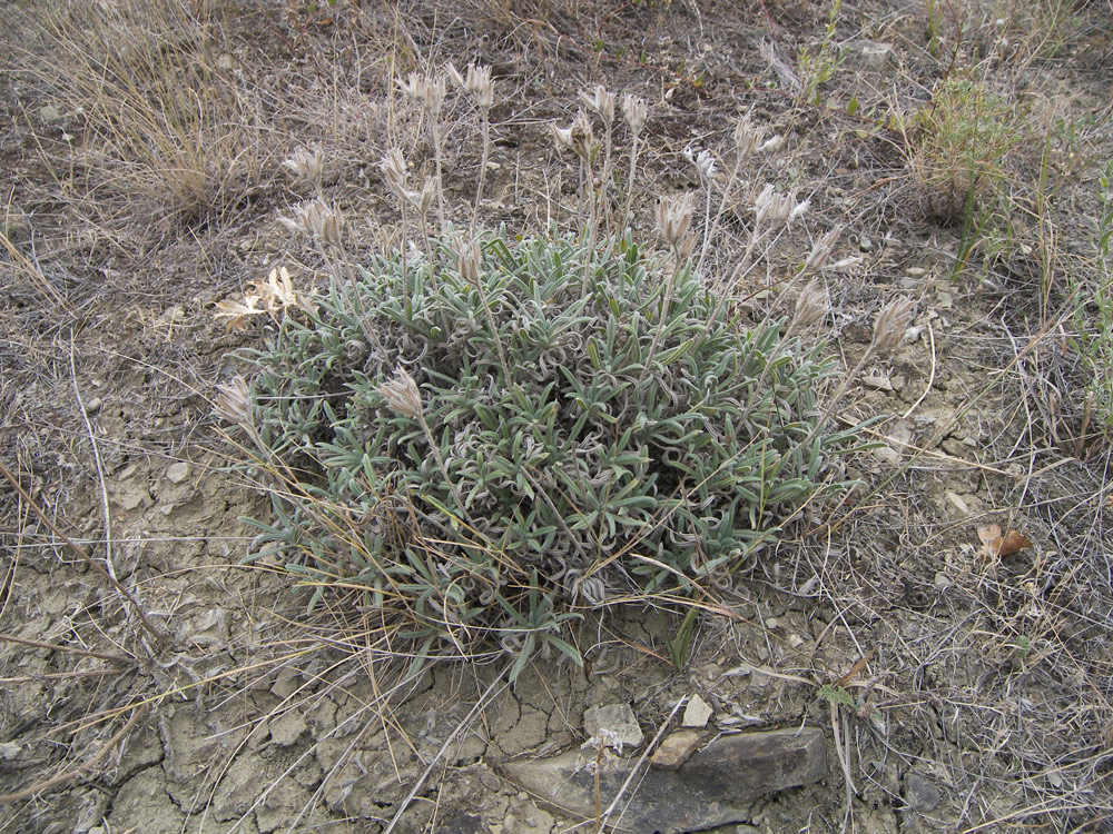 Image of Onosma tenuiflora specimen.
