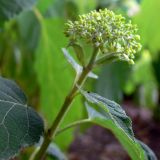 Hydrangea arborescens. Верхушка побега с нераспустившемся соцветием. Бельгия, Фламандский регион, город Антверпен. 10.07.2010.